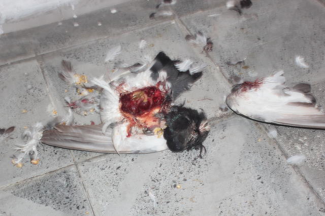 scattered feathers - free image