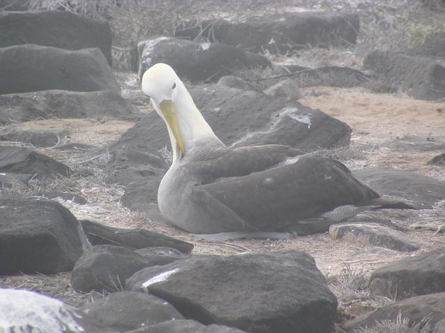 Scratching - free image