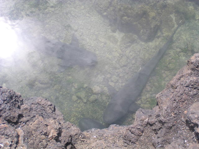 sharks in lagoon - free image