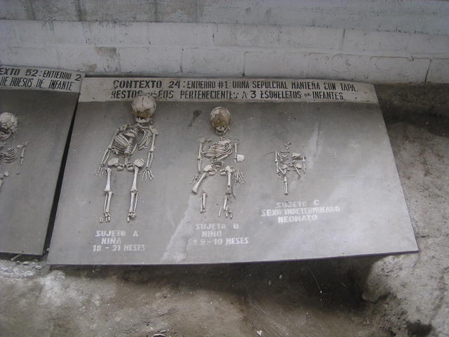 skeletal display - free image