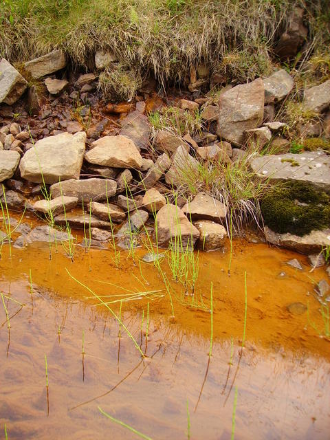 small bog - free image