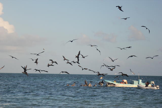 surrounding fishing trawler - free image