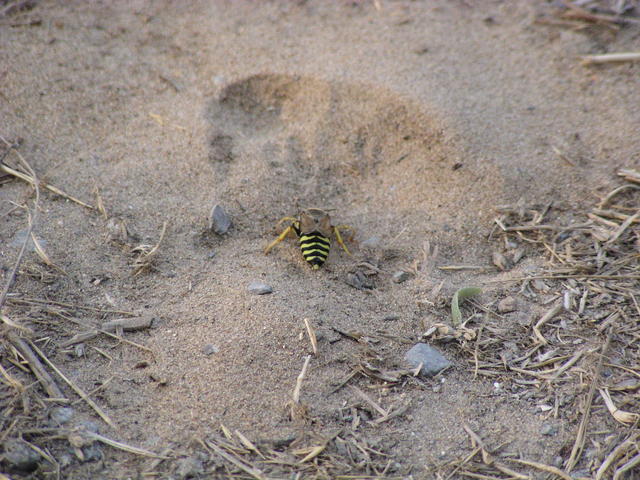 tiger bug - free image