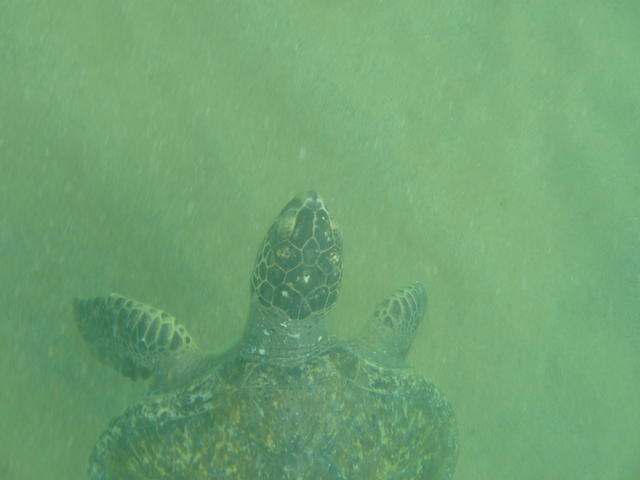 tortoise - free image