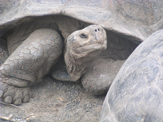 Turtleneck - free image