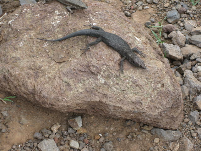 wall lizard - free image
