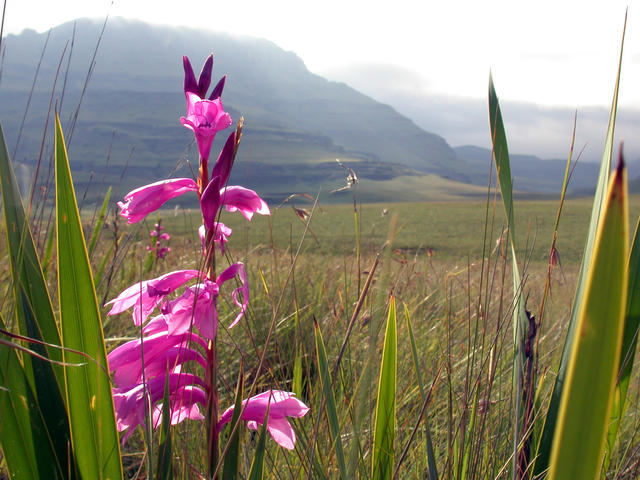 Watsonia borbonica - free image