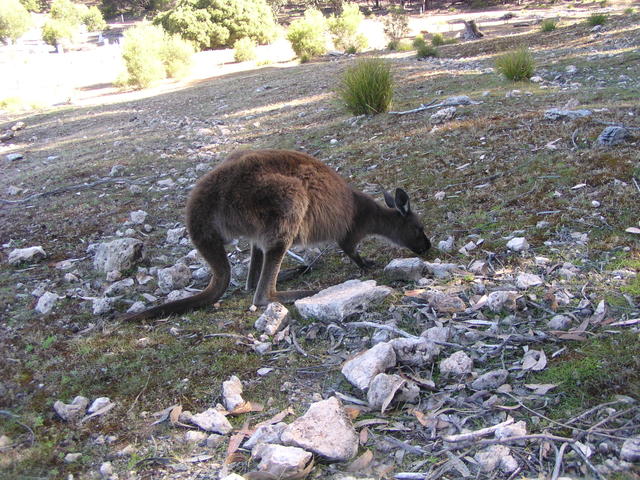 Where is my food? - free image