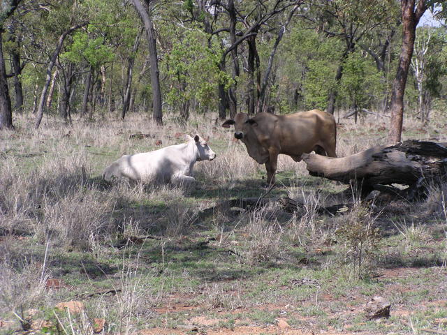 wild cows - free image