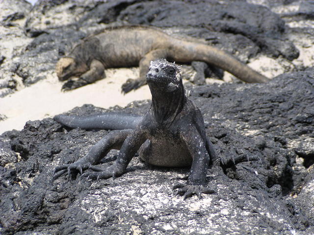 wild lizard - free image