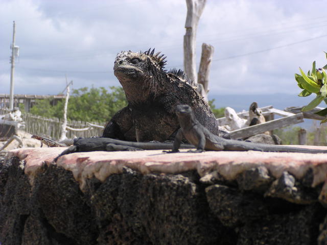 Wild Lizard - free image