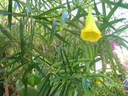 Yellow Oleander